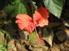 20130330123315-DSCF9757.JPG
