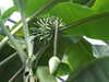 20130330123400-DSCF9759.JPG