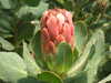 20130330134504-DSCF9771.JPG