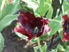 20130330135635-DSCF9788.JPG