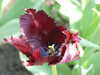 20130330135658-DSCF9789.JPG