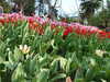 20130330135737-DSCF9791.JPG
