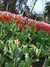 20130330135749-DSCF9792.JPG