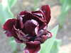 20130330135818-DSCF9794.JPG
