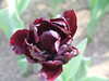 20130330135822-DSCF9795.JPG