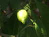 20130330142100-DSCF9805.JPG