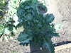 20130330150414-DSCF9809.JPG