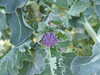 20130330150439-DSCF9812.JPG