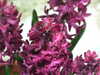 20130331103539-DSCF9867.JPG