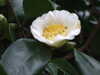 20130331112412-DSCF9870.JPG
