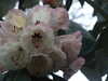 20130331121132-DSCF9877.JPG