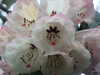 20130331121137-DSCF9878.JPG