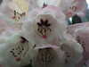 20130331121140-DSCF9879.JPG
