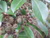 20130331122212-DSCF9885.JPG