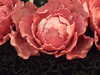 20130413122440-DSCF9907.JPG