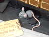 20130413122515-DSCF9910.JPG