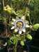 2013-06-16:vorlon plant back garden
