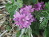 20130705125327-DSCF0028.JPG
