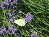 20130712165339-DSCF0094.JPG