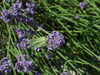 20130712165345-DSCF0095.JPG
