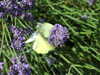 20130712165352-DSCF0096.JPG