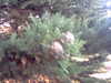 20130714202517-PICT0028.JPG