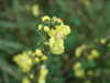 20131006132403-DSCF0251.JPG