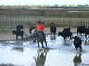20131008162924-DSCF0317.JPG