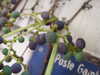 20131010141540-DSCF0386.JPG