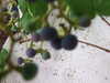 20131010141619-DSCF0388.JPG