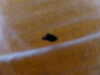 2013-11-09:not a bed bug
