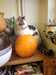 2013-12-21:Aineko Pumpkin
