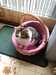 2013-12-26:Felicity In Basket
