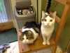 2013-12-30:Felicity and Aineko
