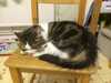 2014-02-07:cats
