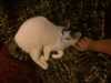 2014-02-13:cats
