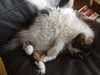 2014-02-16:cats

