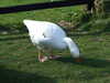 20140418172721-DSCF0646.JPG