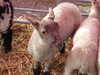 20140419095524-DSCF0670.JPG