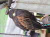 20140420124241-DSCF0719.JPG