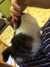 2014-06-18:lapcat

