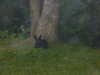 2014-06-26:Rabbits at Crockham Park
