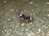 20140712145650-DSCF0874.JPG