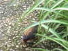 20140712150836-DSCF0931.JPG