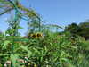 20140717120657-DSCF1221.JPG