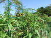 20140717120700-DSCF1222.JPG