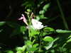 20140717123852-DSCF1293.JPG