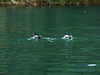 20140928154543-DSCF1616.JPG