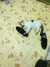 2014-11-12:Cats
