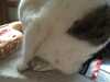 2015-02-14:Deal and Mucky Cat
